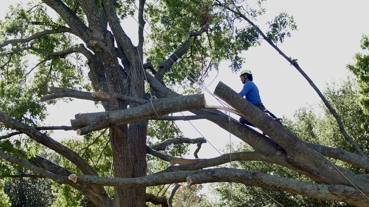 Professional Hazardous Tree Removal performed by certified arborists in Nursery